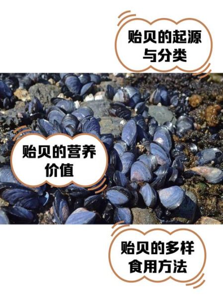 非物质文化遗产贻贝（非物质文化遗产贻贝是什么）-第1张图片-八三百科