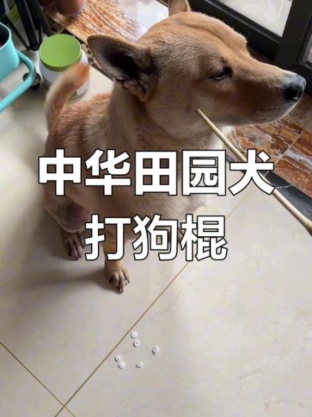 国家非物质文化遗产打狗(打狗棍法申遗成功了吗)-第1张图片-八三百科 国家非物质文化遗产打狗(打狗棍法申遗成功了吗)-第1张图片-八三百科