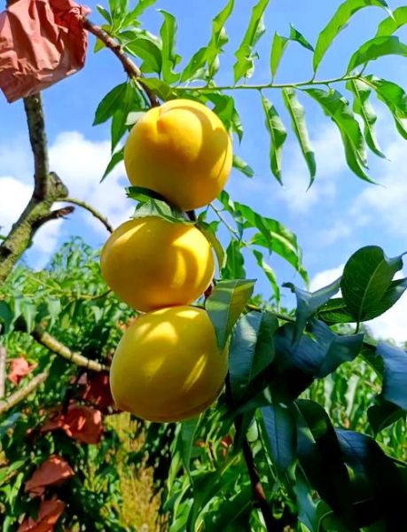 炎陵黄桃非物质文化遗产（炎陵黄桃是国家级非遗吗答案）-第1张图片-八三百科