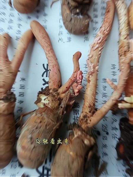 非物质文化遗产蝉花（非遗蝉花是什么东西）-第2张图片-八三百科