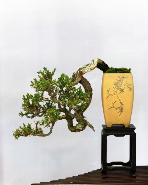 非物质文化遗产盆景（非物质文化遗产盆景入门指南）-第1张图片-八三百科