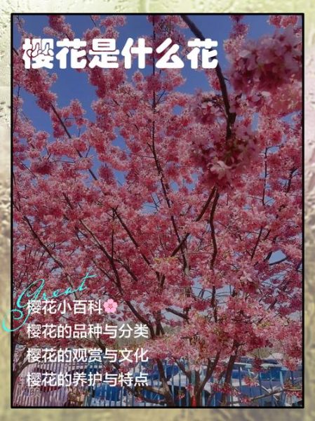 非物质文化遗产 樱花（中国非遗与樱花有什么文化关联）-第1张图片-八三百科