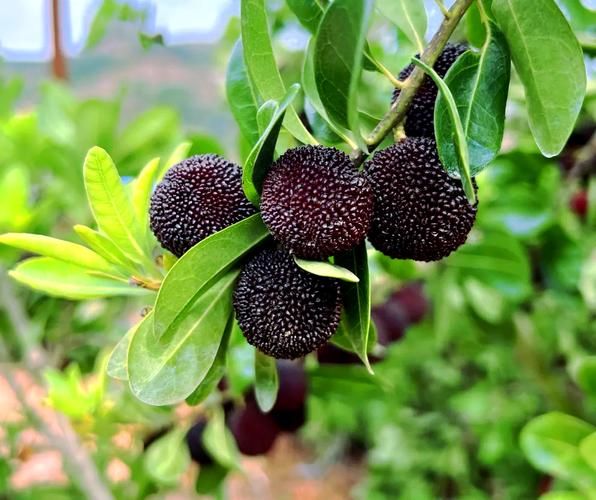 非物质文化遗产劈梅（非物质文化遗产劈梅是什么？）-第1张图片-八三百科