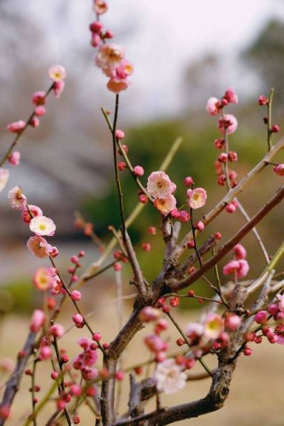 非物质文化遗产劈梅（非物质文化遗产劈梅是什么？）-第2张图片-八三百科