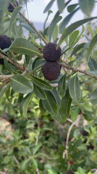 非物质文化遗产劈梅（非物质文化遗产劈梅是什么？）-第3张图片-八三百科