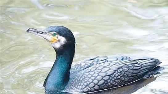 河北鱼鹰非物质文化遗产（河北鱼鹰非遗技艺在哪看）-第1张图片-八三百科