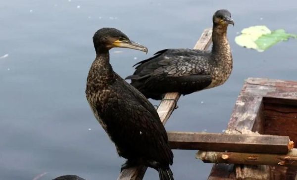 河北鱼鹰非物质文化遗产（河北鱼鹰非遗技艺在哪看）-第2张图片-八三百科