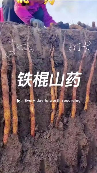 中国铁棍非物质文化遗产（铁棍山药国家级非遗如何申请）-第3张图片-八三百科