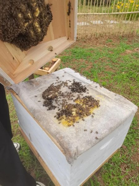 蜜蜂非物质文化遗产（蜜蜂非遗手工技艺有哪些）-第3张图片-八三百科