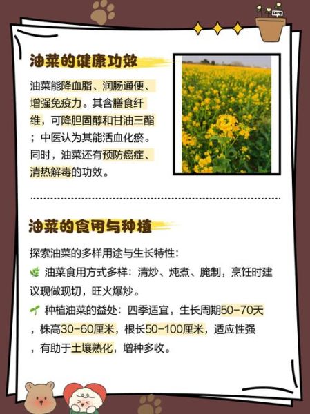 油菜非物质文化遗产（油菜传统栽培技艺入选非遗了吗）-第2张图片-八三百科