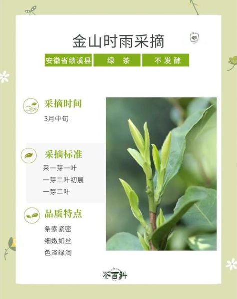 金山时雨非物质文化遗产（金山时雨非遗技艺是什么茶？）-第1张图片-八三百科