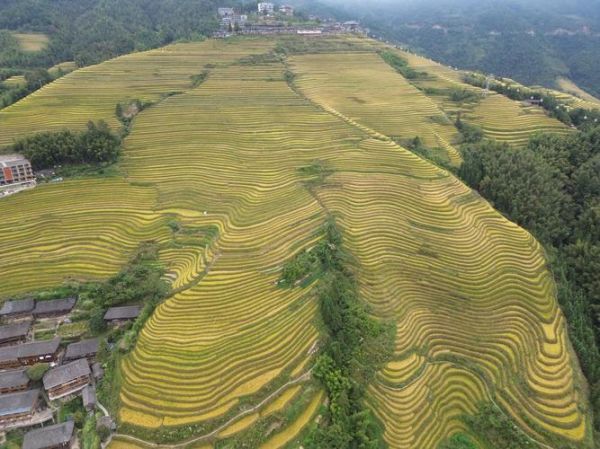 梯田非物质文化遗产（梯田非物质文化遗产有哪些项目）-第1张图片-八三百科