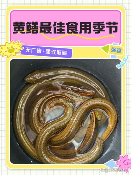 黄鳝非物质文化遗产（黄鳝制作技艺是国家级非遗吗？答：属于湖北省级非遗，正申报国家级。）-第2张图片-八三百科