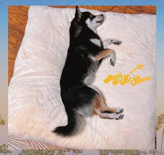 非物质文化遗产狗窝（狗窝非遗工艺可以网购吗）-第3张图片-八三百科