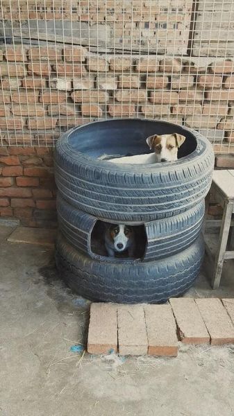 非物质文化遗产狗窝（狗窝非遗工艺可以网购吗）-第2张图片-八三百科