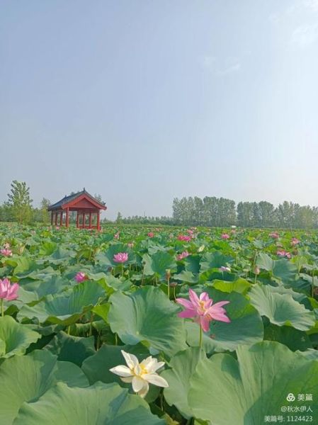 嘉鱼野藕非物质文化遗产（嘉鱼野藕怎么做才正宗）-第3张图片-八三百科