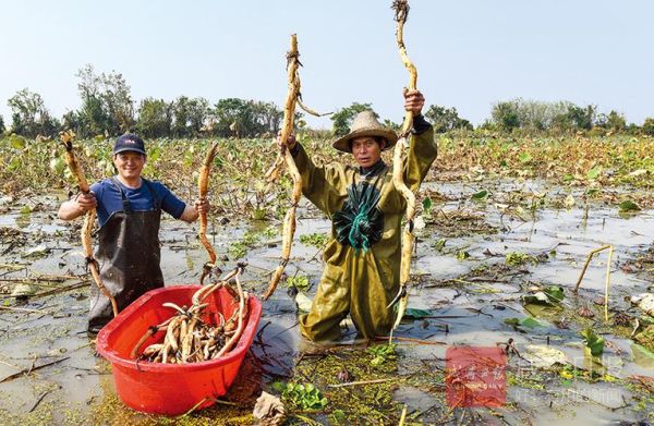 嘉鱼野藕非物质文化遗产（嘉鱼野藕怎么做才正宗）-第1张图片-八三百科