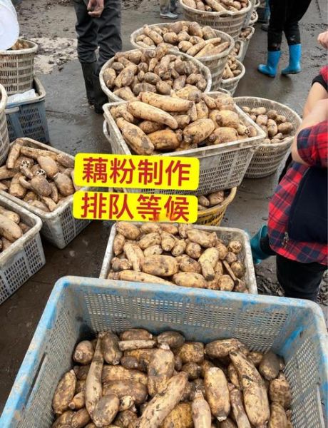 莲藕非物质文化遗产（手工藕粉制作技艺是哪里的非遗）-第1张图片-八三百科