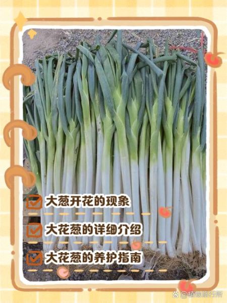 非物质文化遗产大葱（非物质文化遗产大葱的制作工艺揭秘）-第2张图片-八三百科