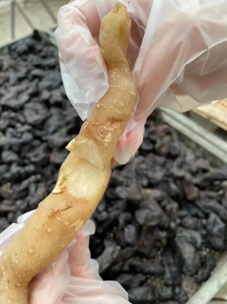 非物质文化遗产黄精（黄精非遗做法到底怎么炮制？）-第1张图片-八三百科