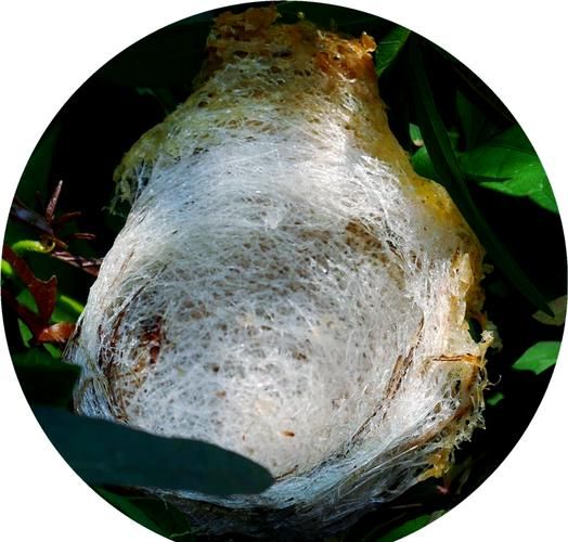 南燕非物质文化遗产（南燕非遗有哪些绝活值得学）-第2张图片-八三百科