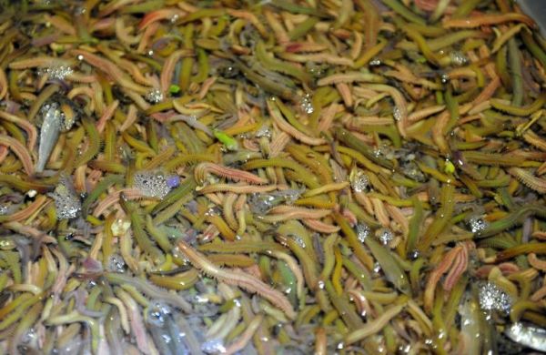 禾虫非物质文化遗产官网（禾虫非物质文化遗产传承方法）-第1张图片-八三百科