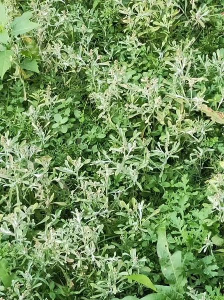 非物质文化遗产田艾籺（田艾籺的做法和寓意）-第1张图片-八三百科