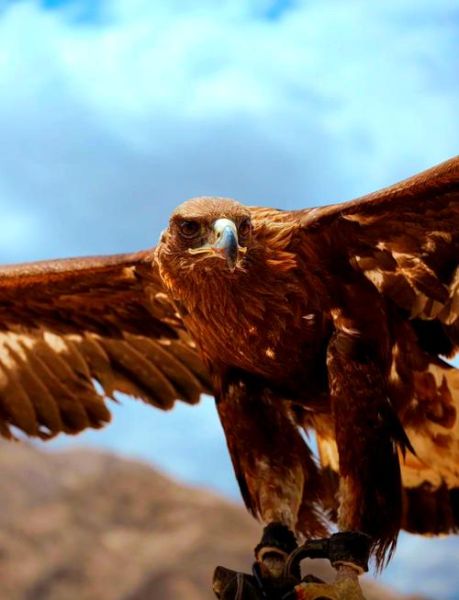 非物质文化遗产猎鹰文化（非物质文化遗产猎鹰文化传承现状及入门指南）-第1张图片-八三百科