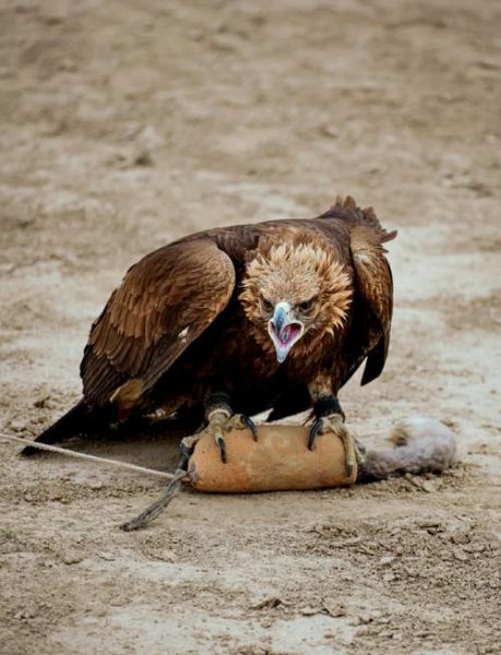 非物质文化遗产猎鹰文化（非物质文化遗产猎鹰文化传承现状及入门指南）-第2张图片-八三百科