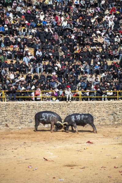 非物质文化遗产斗牛（非物质文化遗产斗牛是什么）-第1张图片-八三百科