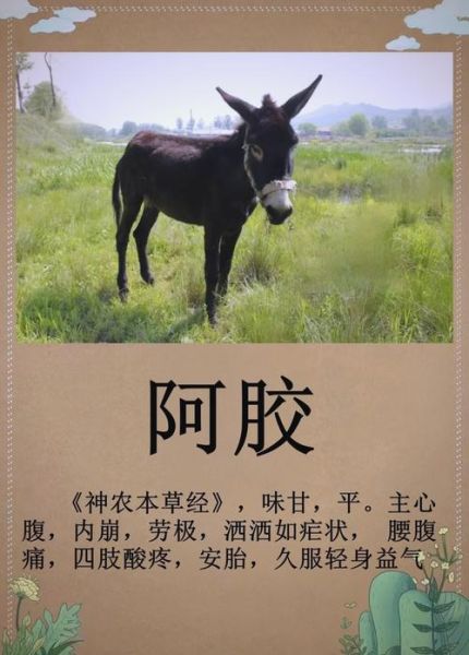 阿胶非物质文化遗产（东阿阿胶非遗技艺有哪些奥秘）-第1张图片-八三百科