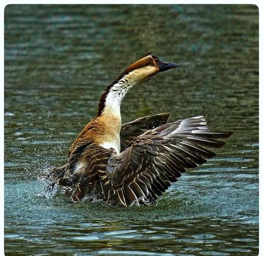 非物质文化遗产雁（非物质文化遗产雁指的是什么）-第1张图片-八三百科