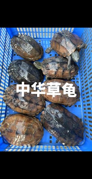 非物质文化遗产草龟（草龟为什么是非遗技艺中的活化石）-第3张图片-八三百科