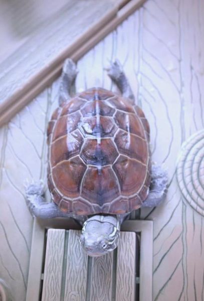 非物质文化遗产草龟（草龟为什么是非遗技艺中的活化石）-第2张图片-八三百科