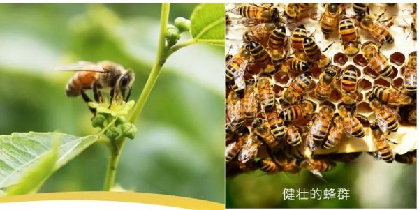 非物质文化遗产蜂蜜（非遗蜂蜜制作技艺怎么学）-第1张图片-八三百科