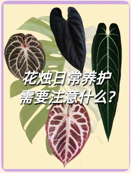 花烛非物质文化遗产（花烛非遗制作步骤初学者指南）-第3张图片-八三百科