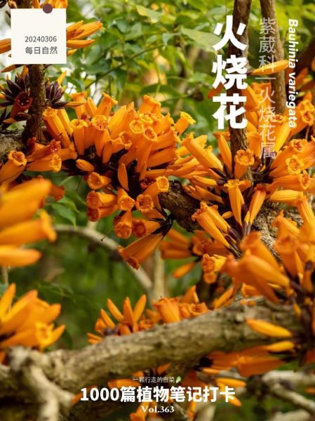 非物质文化遗产大火花（非遗大火花技艺是什么）-第3张图片-八三百科