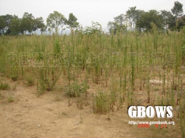 红柳非物质文化遗产（红柳非物质文化遗产有哪些典型项目）-第3张图片-八三百科