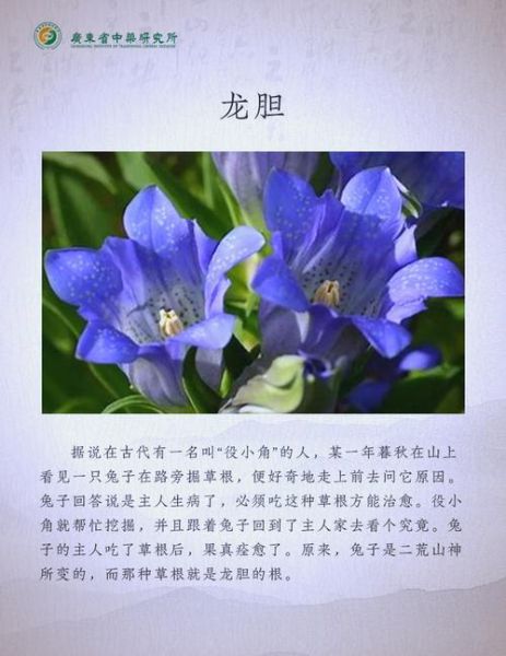 非物质文化遗产龙胆（龙胆中药饮片功效作用全解析）-第1张图片-八三百科