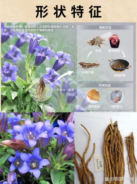 非物质文化遗产龙胆（龙胆中药饮片功效作用全解析）-第2张图片-八三百科
