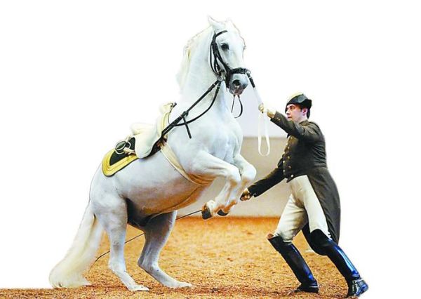 非物质文化遗产马术（非物质文化遗产马术是什么）-第2张图片-八三百科