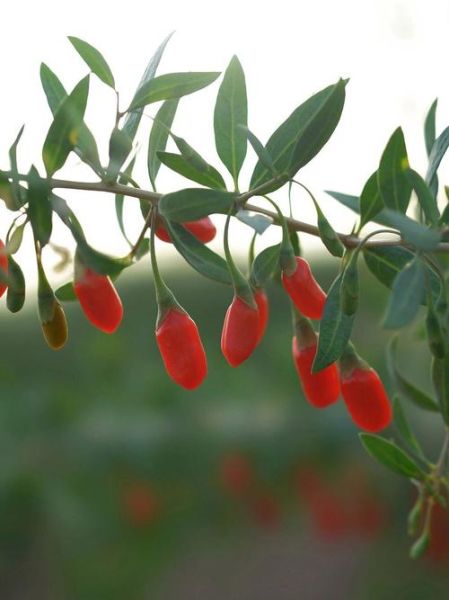 枸杞非物质文化遗产（枸杞非物质文化遗产是真的吗）-第3张图片-八三百科