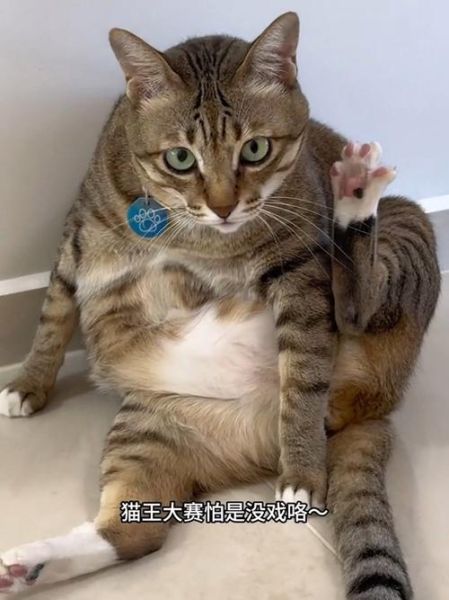 猫王非物质文化遗产（猫王非物质文化遗产申报了吗）-第3张图片-八三百科