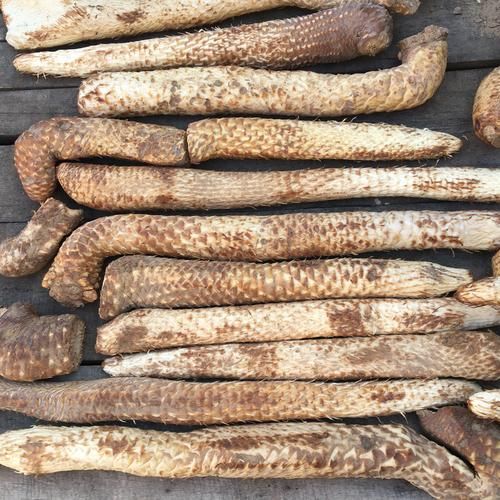 苁蓉非物质文化遗产（苁蓉非遗技艺如何传承）-第3张图片-八三百科