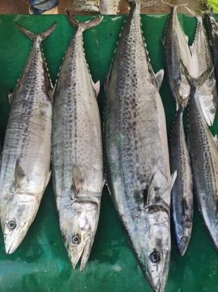 送鲅鱼 非物质文化遗产（青岛鲅鱼礼非遗送法避坑指南）-第2张图片-八三百科