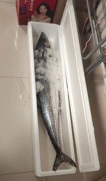 送鲅鱼 非物质文化遗产（青岛鲅鱼礼非遗送法避坑指南）-第1张图片-八三百科