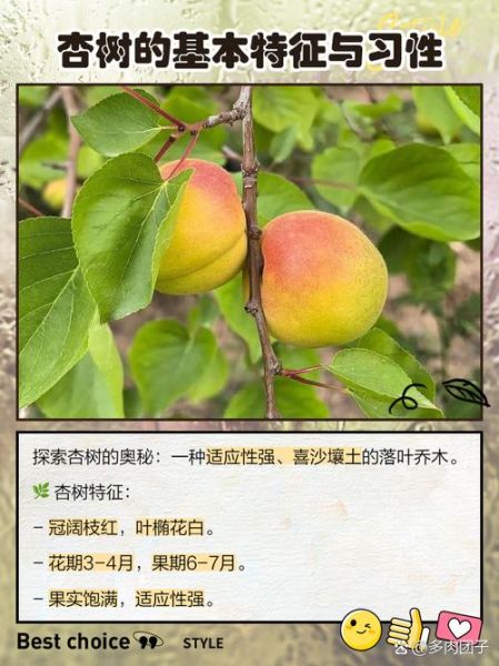 非物质文化遗产杏林（非物质文化遗产杏林完整介绍）-第1张图片-八三百科