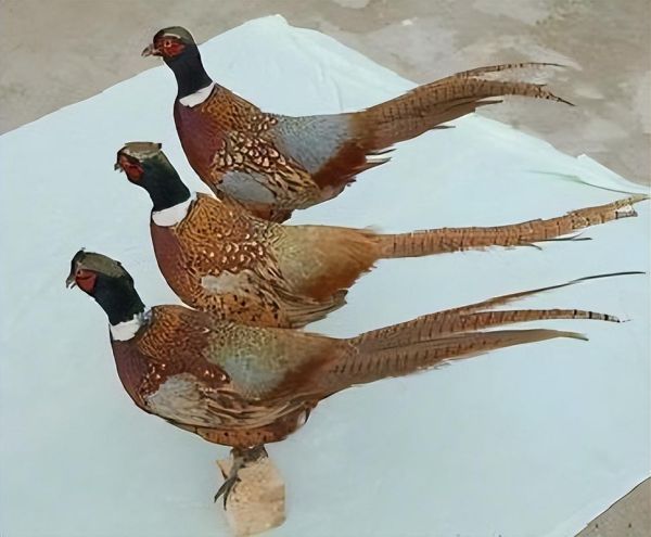 非物质文化遗产锦鸡（非物质文化遗产锦鸡是苗绣吗？）-第3张图片-八三百科