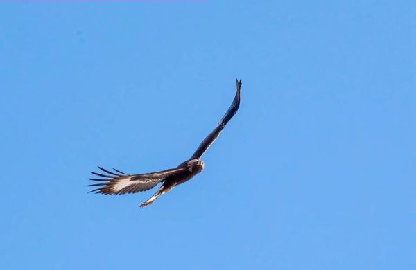 金雕非物质文化遗产(金雕国家级非遗技艺完整入门)-第1张图片-八三百科 金雕非物质文化遗产(金雕国家级非遗技艺完整入门)-第1张图片-八三百科