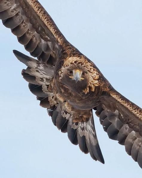 金雕非物质文化遗产(金雕国家级非遗技艺完整入门)-第3张图片-八三百科 金雕非物质文化遗产(金雕国家级非遗技艺完整入门)-第3张图片-八三百科